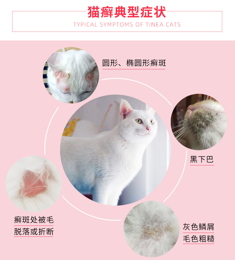 猫狗皮肤病有哪些类型,宠物常见皮肤病有哪些症状