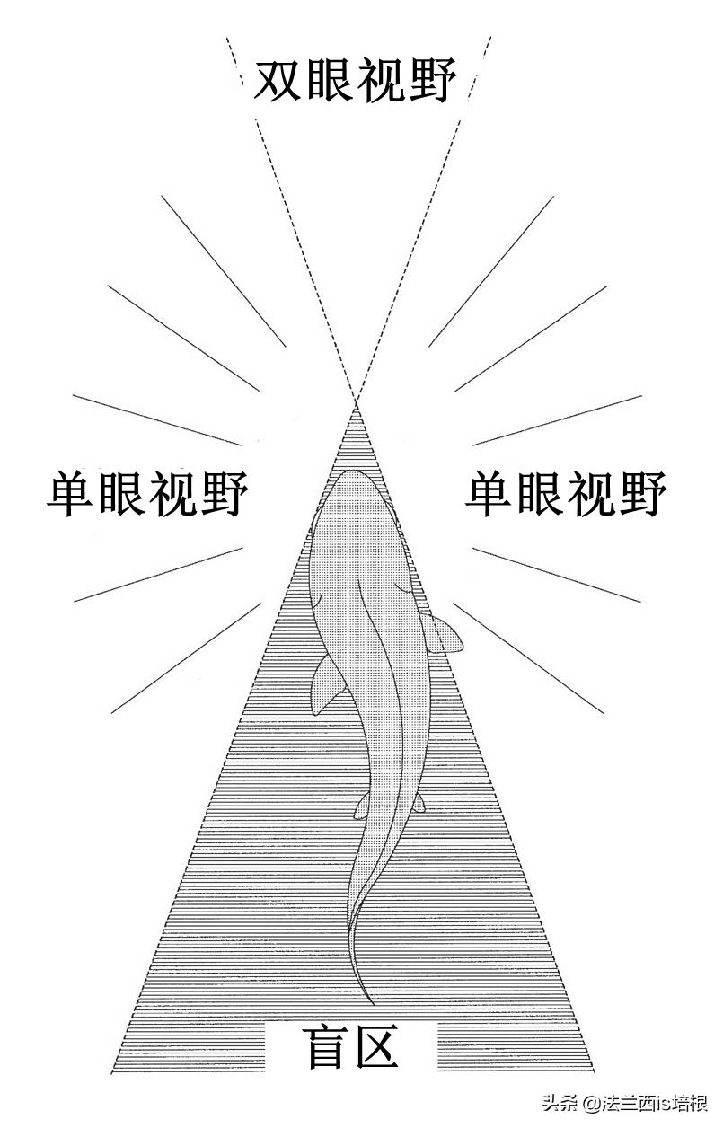 鱼眼看世界高清图片,鱼眼看到的世界是怎么样的