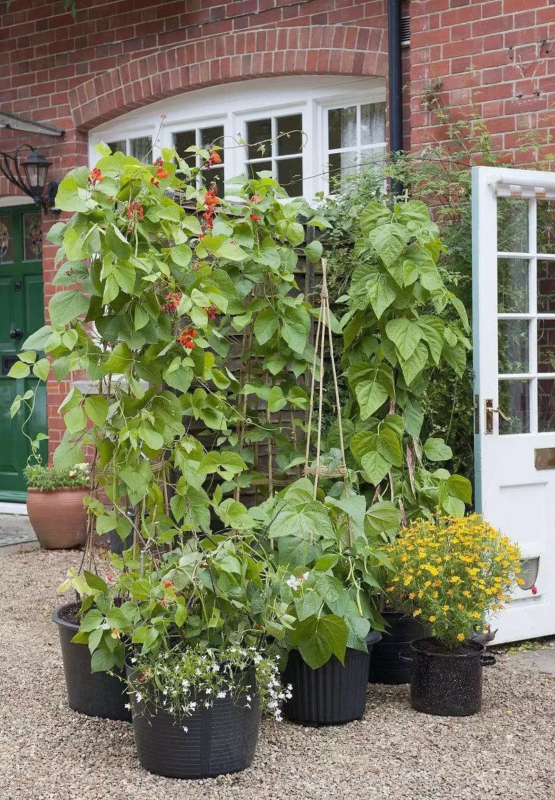 自家阳台小菜园种的纯天然蔬菜,阳台种植一年四季可以吃的蔬菜