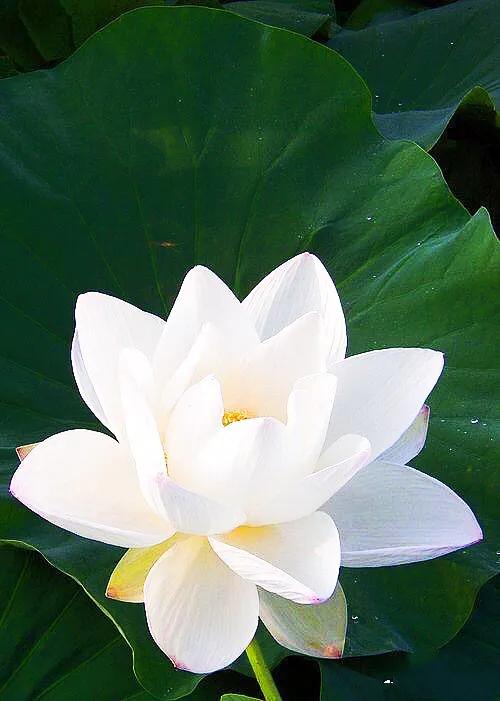 荷花品种大全及名称图片,荷花品种及名称大全图片