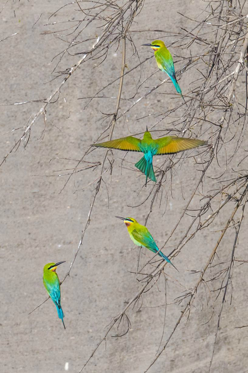 生态摄影师相机,生态摄影著名摄影家