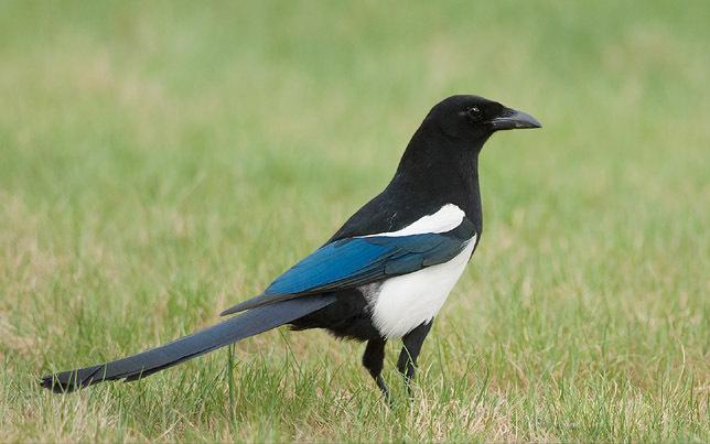 东江揽胜,惠州淡水常见鸟类图谱