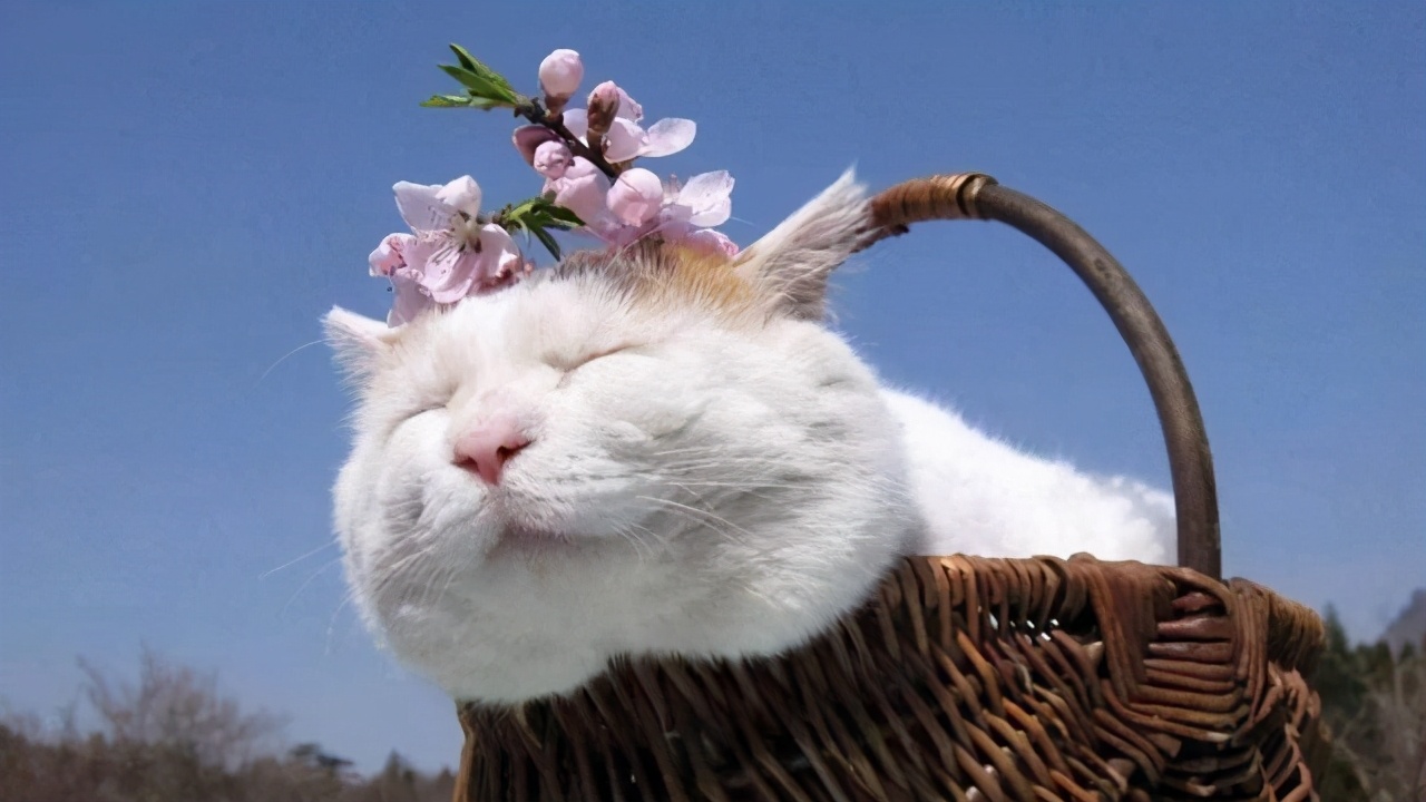 日本猫咪咖啡列车,日本火车站猫咪