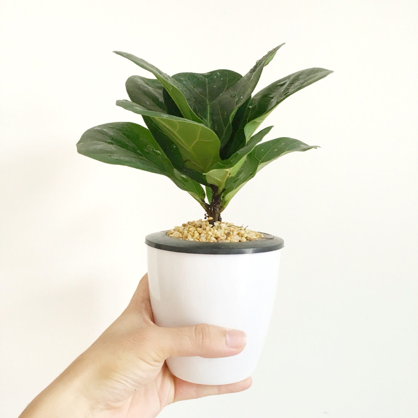 100种绿植大全,50种盆栽绿植花卉大全