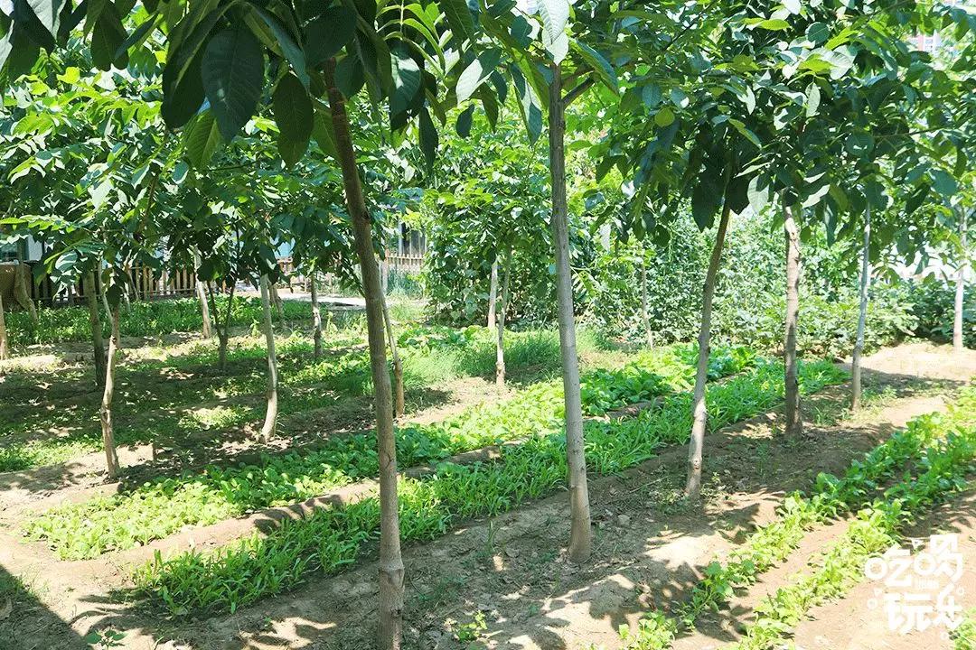 秋冬来袭！来碗养生汤！吃着鸽子喝着汤！请客有面子就到鸽子王