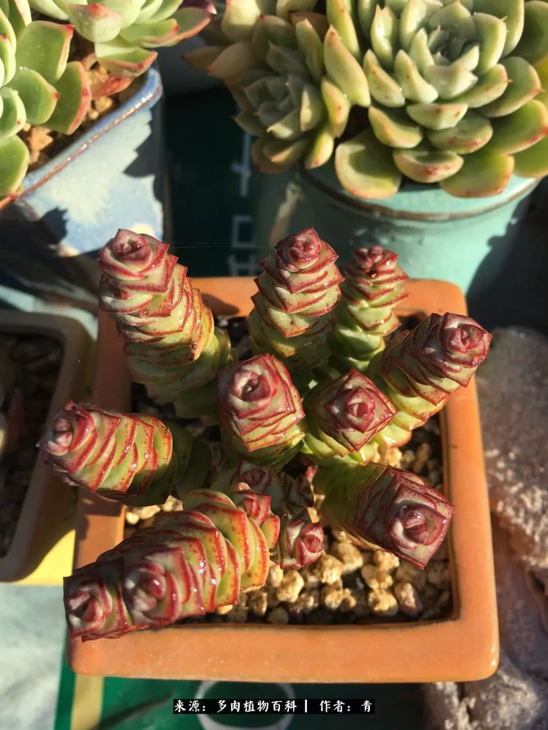 入坑多肉无法自拔,沉迷多肉无法自拔