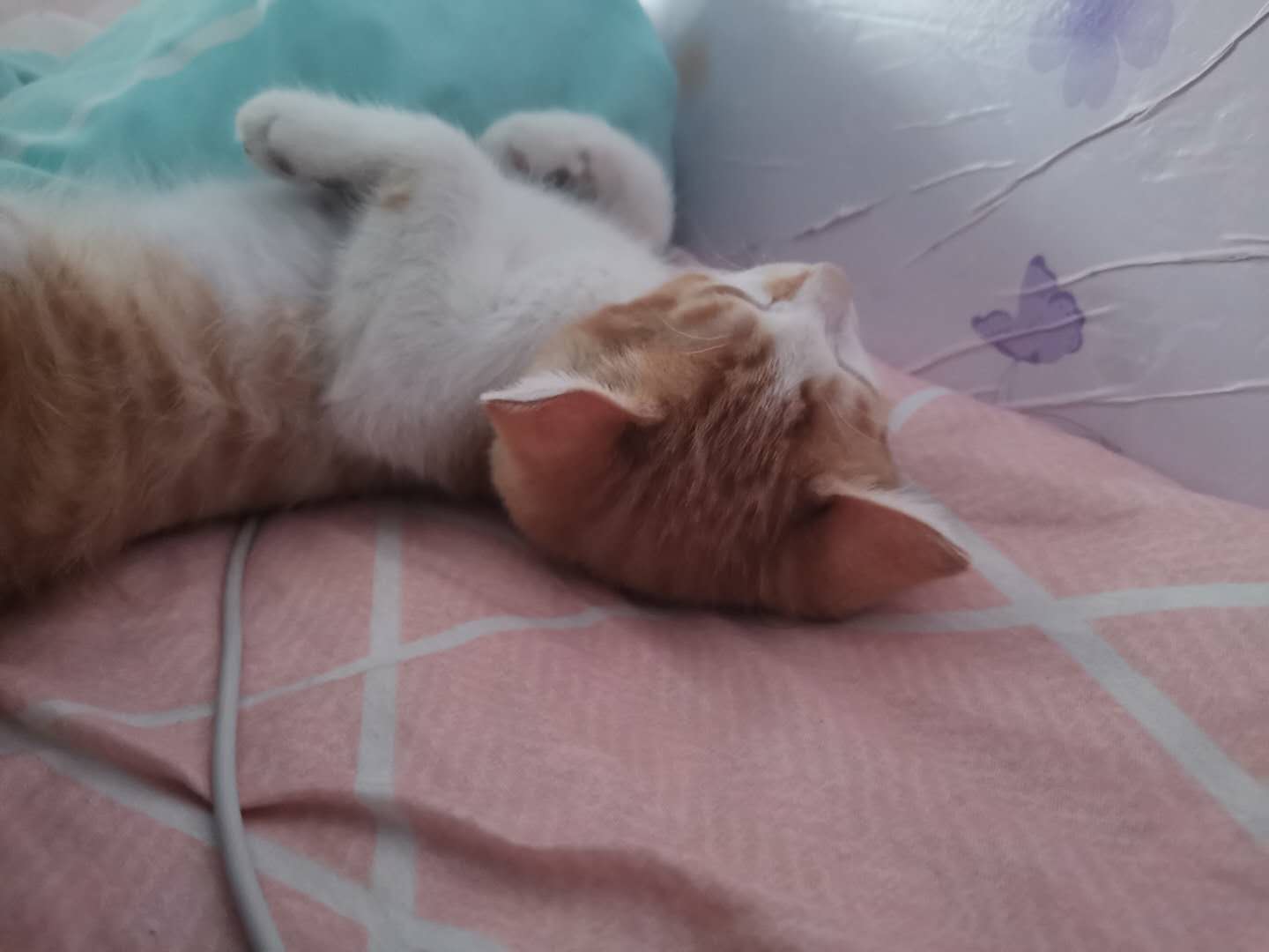 调教猫咪快速不叫的方法和预防猫咪爬床的办法