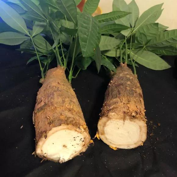 怎样让水培绿萝和吊兰长得快,绿萝吊兰水培后如何盆栽