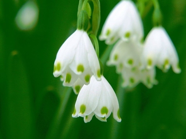 铃兰真的有毒吗,铃兰有毒吗视频