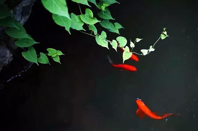 青梅时节诗词,青梅时节的诗词