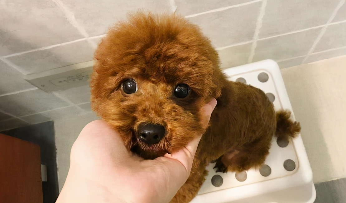 可能买到假狗吗,怎么区别泰迪狗纯不纯