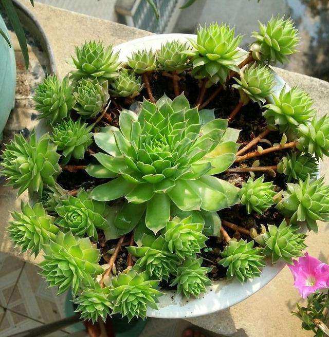 8月份养蟹爪兰要注意什么,8月份养兰花怎样管理呢