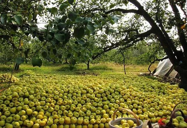7月吃这些水果瘦身如此简单,哪些水果夏季可以做补水美白面膜