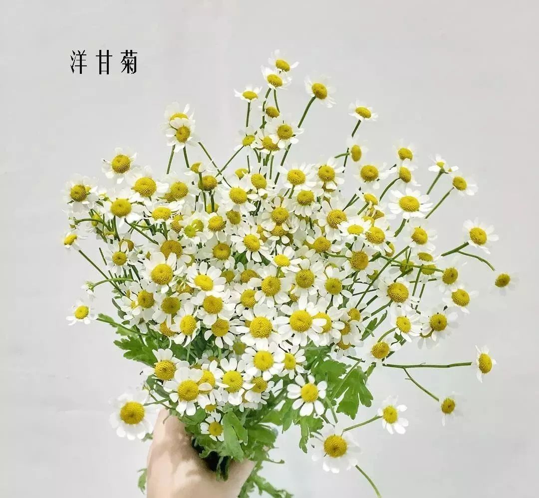 花店里同款的两种不同价格的花材,花店最容易被顾客误解的几种花材