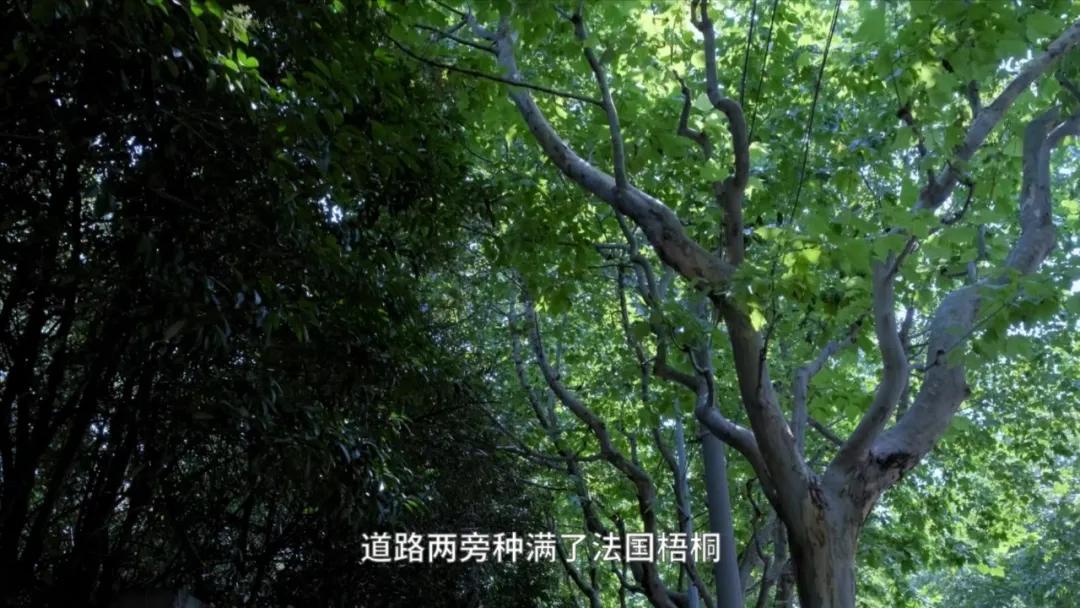 浦东发展金桥,上海金桥发展前途