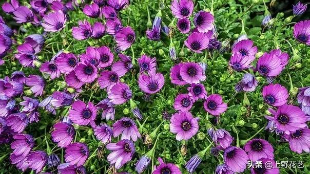 善良的心，沉默不语——蓝目菊