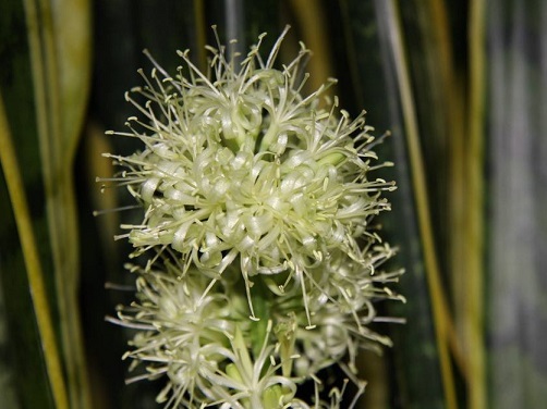 白玉虎皮兰水培烂根黄叶的原因,虎皮兰烂根黄叶