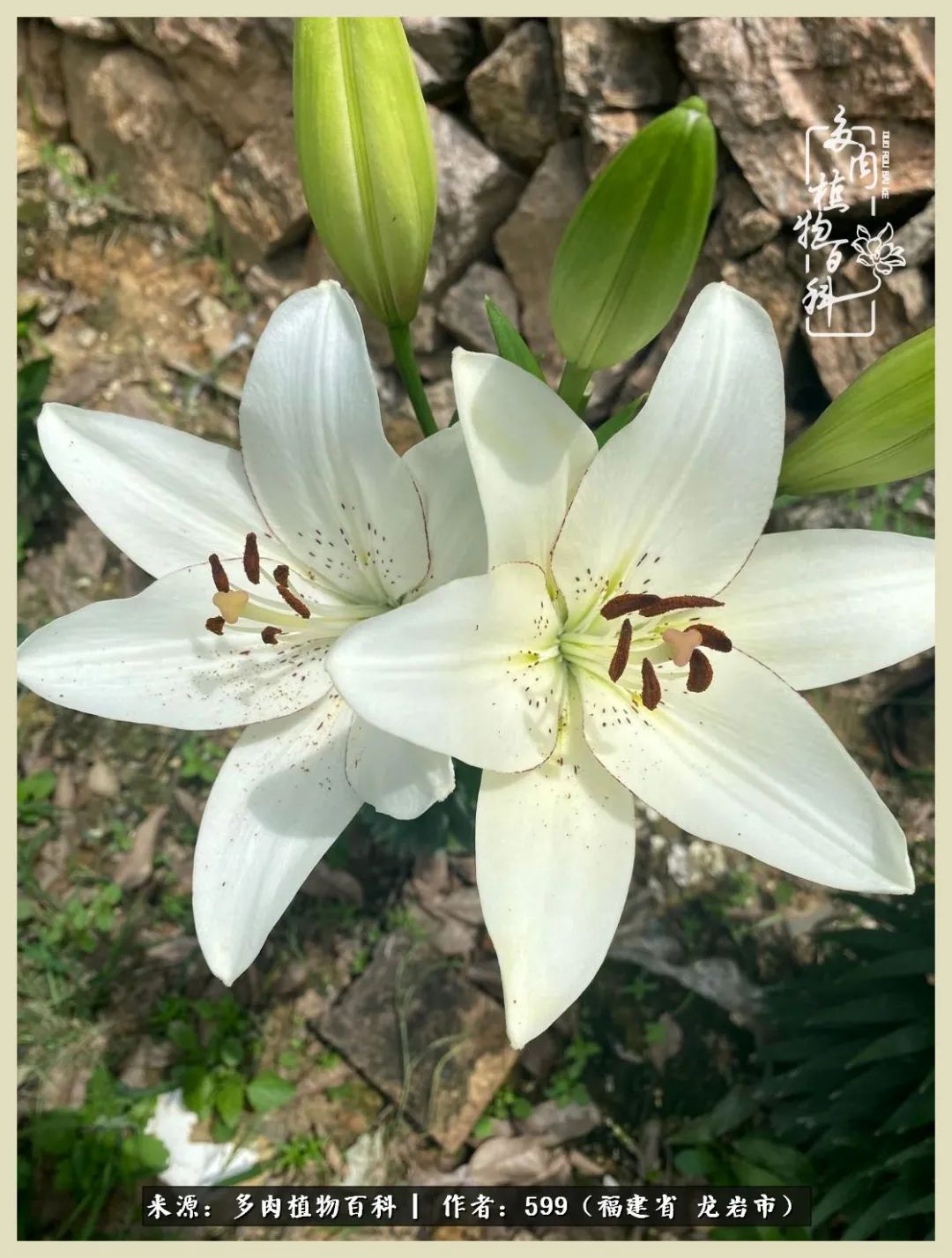 生活需要努力也需要花草,所有的热爱都需要不遗余力图片