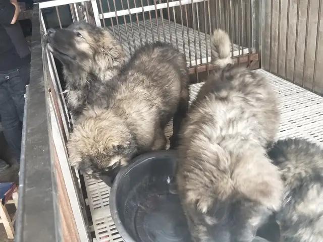 开封杨丰宠物市场最新价格信息,开封杨丰宠物市场现在开着吗