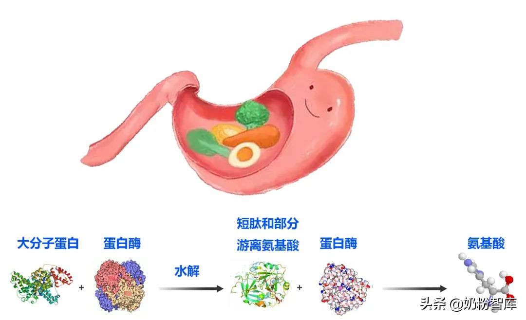 奶粉中蛋白质的含量重要吗,奶粉中蛋白质的作用