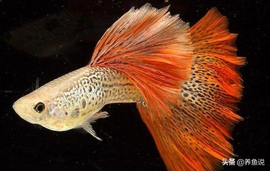 孔雀鱼养不大是什么原因,孔雀鱼养不活的原因有哪些