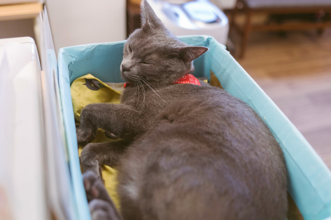 伏见稻荷大社怎么去清水寺,伏见稻荷大社到清水寺远吗