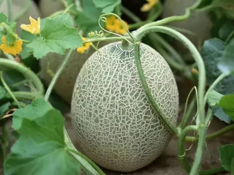 *疆新**瓜果地图?开吃