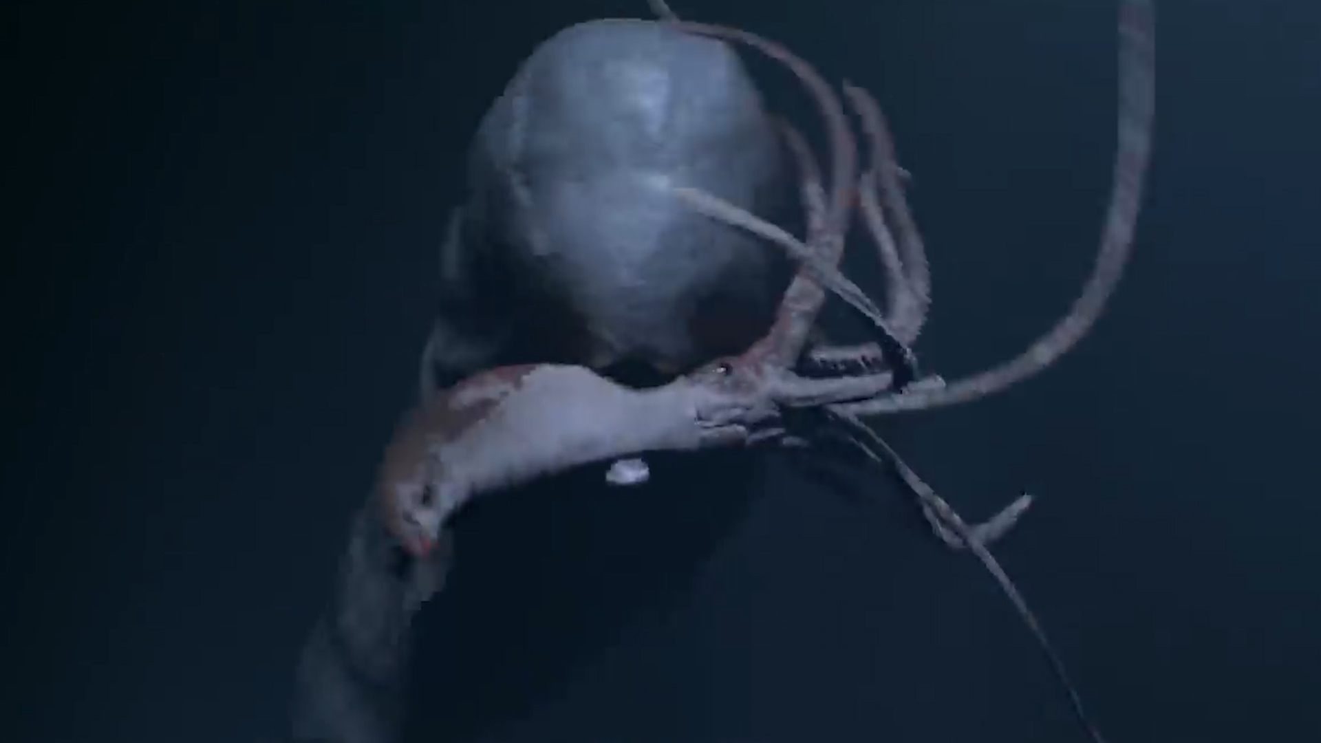 比大王乌贼还大巨型酸浆鱿,深海巨型大王酸浆鱿可以活多少年