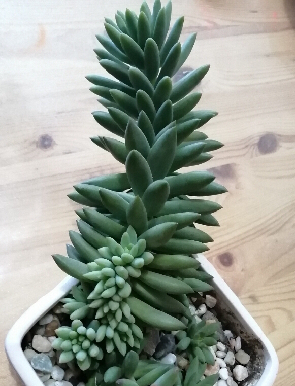 夏天怎么养多肉才能养好,夏天如何养多肉植物视频