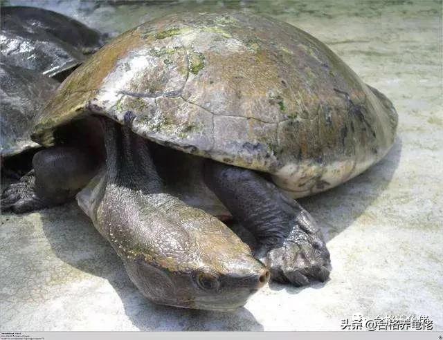 龟腐甲自愈方法,龟轻微腐甲怎么治疗