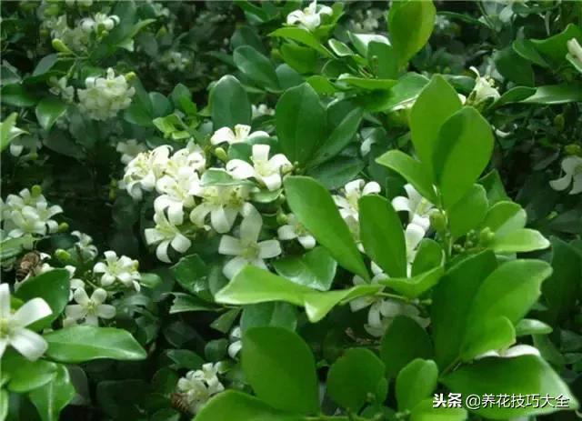 常见小区绿化100种植物图片,常见的水生植物有哪些种