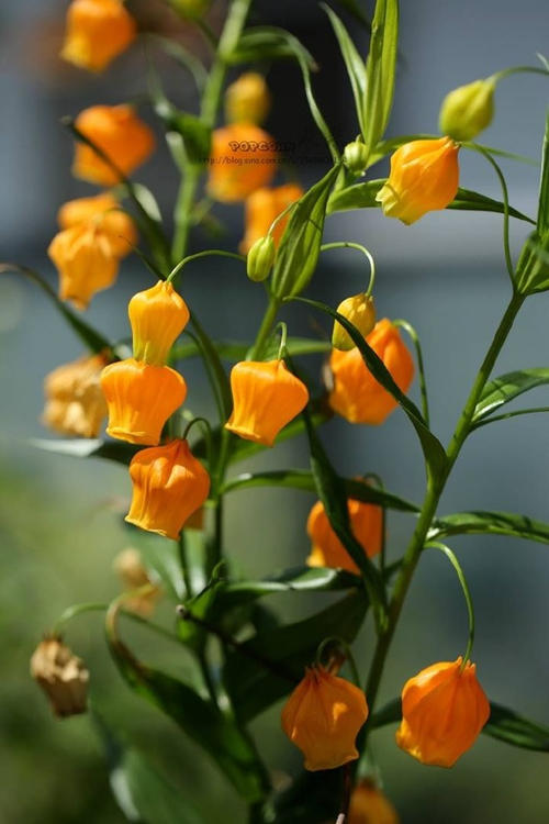 这几种花卉，冬天在家养上几盆，高端大气上档次