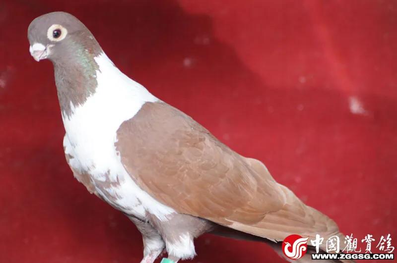 北京鸽哨制作,北京鸽哨晨曲