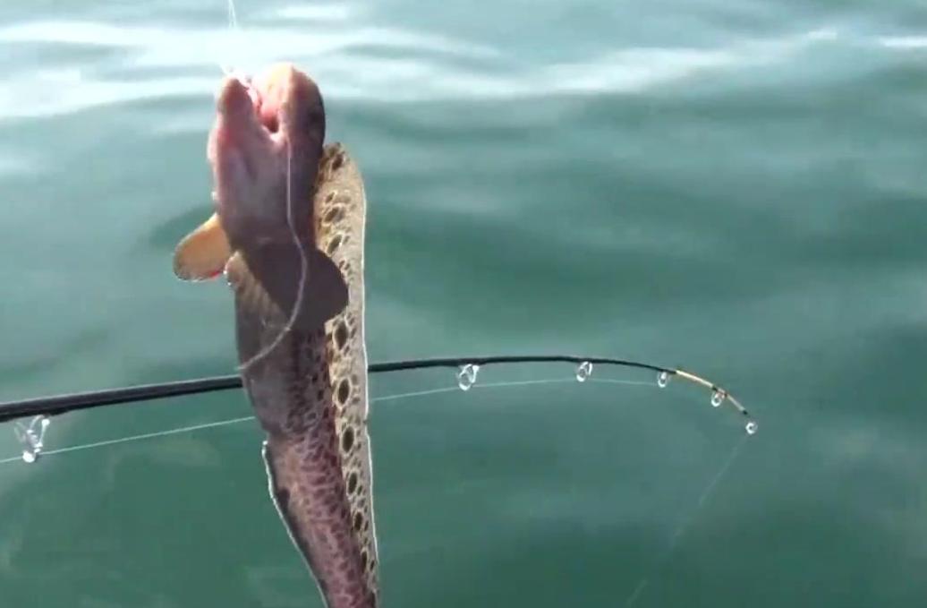 钓鱼新手先学钓什么鱼,钓好鱼要合理的选择和搭配