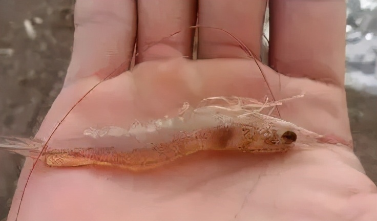 南美白对虾如何安全度过转肝期,南美白对虾怎么处理干净
