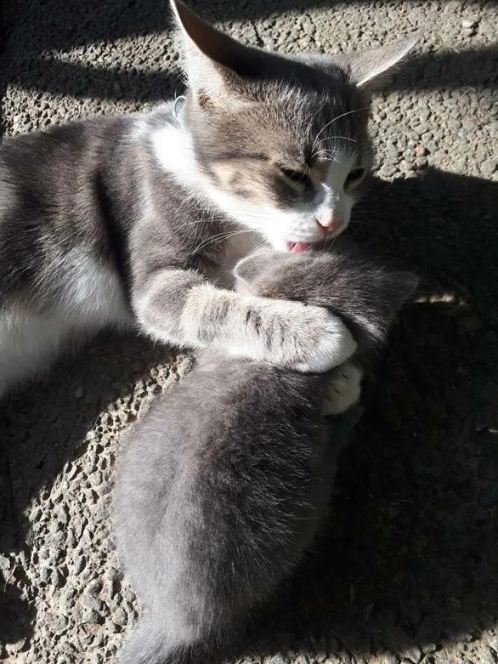 俄罗斯女子收养一只流浪橘猫,俄罗斯女孩收养猫