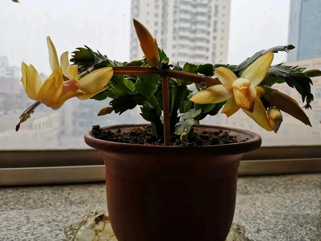 蟹爪兰20棵,有20株蟹爪兰适合多大的盆