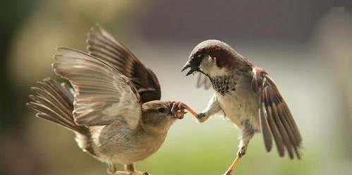 杉观土鸡锅,杉观