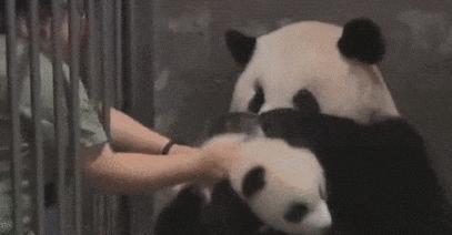 怀孕了还是想养猫猫狗狗怎么办?华西专家:可以养,但绝不能随便养!