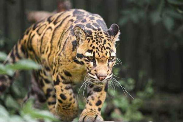 猴子可以戏耍猫科动物,猴子野外见了大型猫科动物