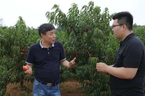 大连仙浴湾油桃,湖北仙浴湾油桃