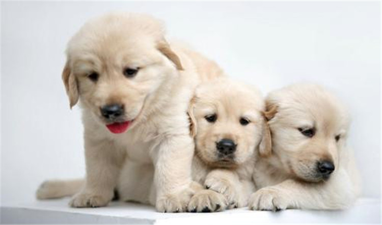 狗妈妈生孩子了该怎么办,狗妈妈生不出来怎么办