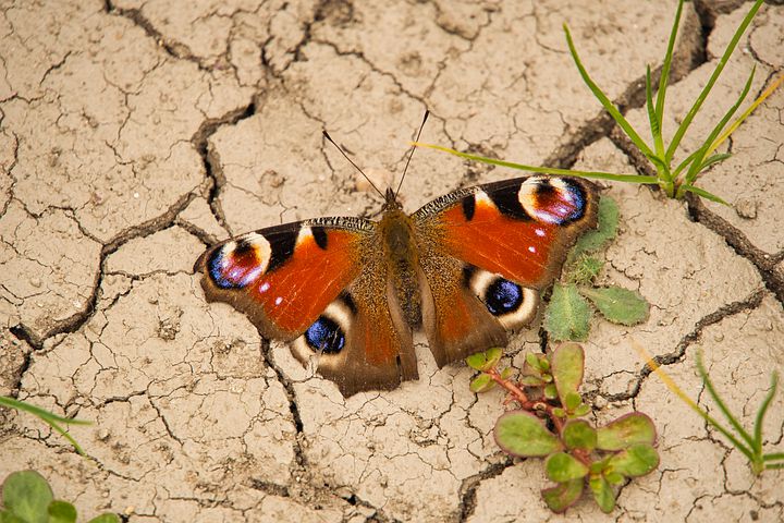 穴位鸠尾穴,腧穴之道鸠尾穴