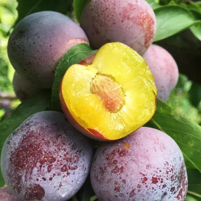 汶川最美紫宝石,汶川最美的紫宝石