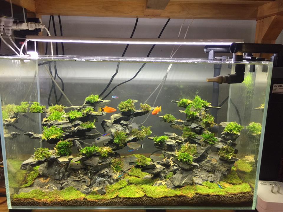 中国草缸,中国草缸造景图