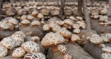 香菇菌棒感染杂菌的处理办法,香菇绿霉菌怎么引起的