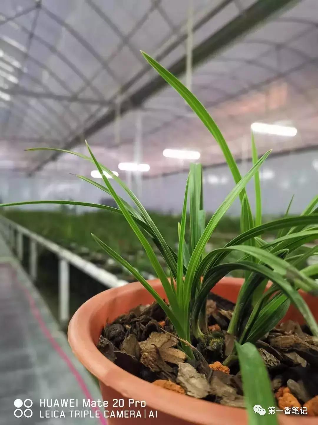 如何区分兰花新芽和花芽,兰花辨别选草经验谈