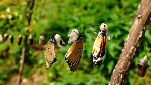 团装定制商业模式,企业团体服装定制