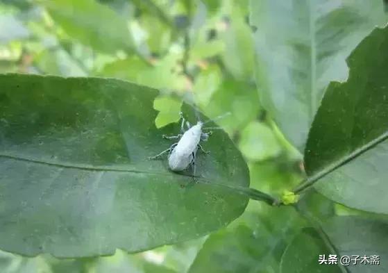 柑橘大实蝇和柑橘小实蝇常规虫害,柑橘虫害高清图谱及防治方法