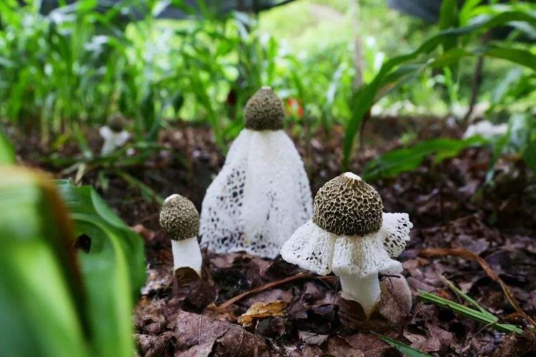 看似害虫实则益虫,其实它是一种很少见的菌类
